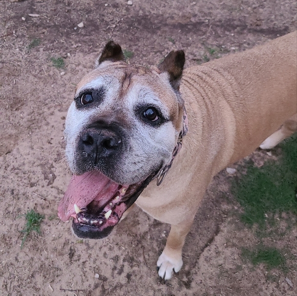 🐾LIVE/SILENT SHOW LISTING 🐾🐾🐾🐾 - Picture 15 of 16